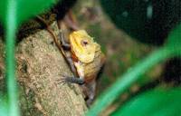 Leguan 2 